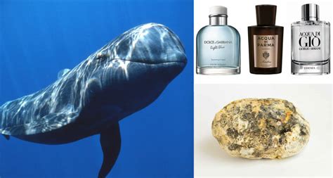 whale throw up perfume|cologne made from whale sperm.